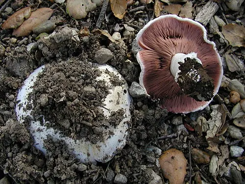 Pavement Mushroom