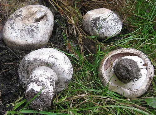 Another view of Pavement Mushroom