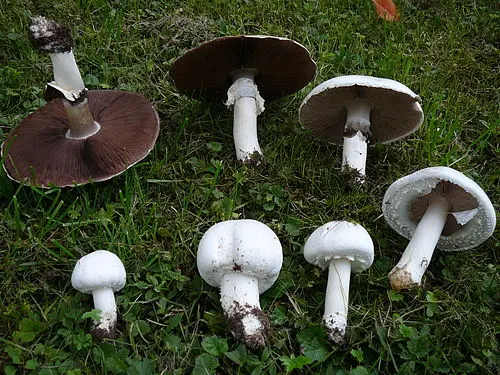 Another view of Horse Mushroom