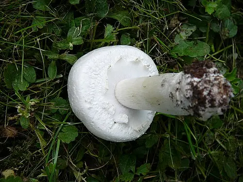 Another view of Horse Mushroom