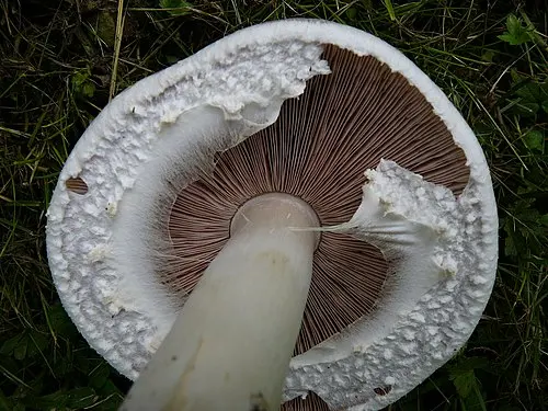 Another view of Horse Mushroom