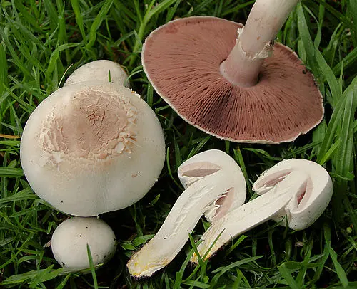 Yellow Stainer