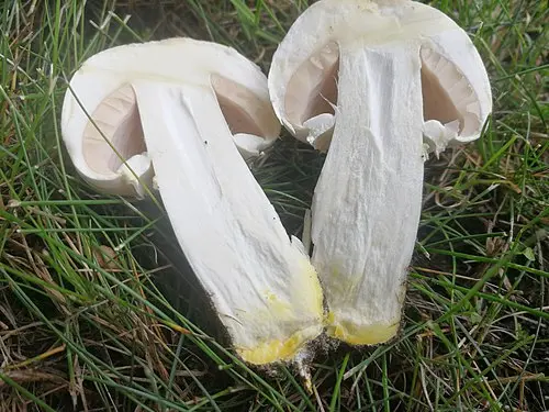 Another view of Yellow Stainer