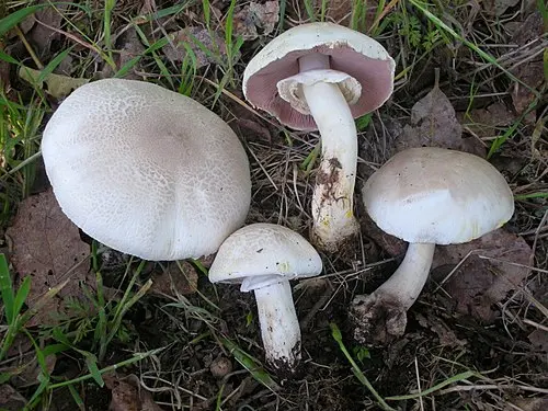 Another view of Yellow Stainer
