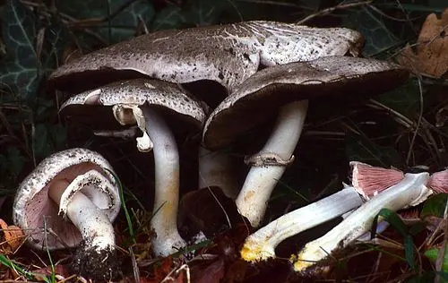 Another view of Inky Agaricus