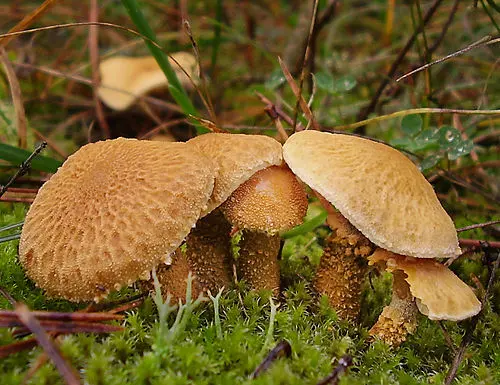 Earthy Powdercap