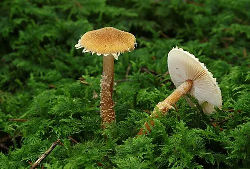 Another view of Earthy Powdercap