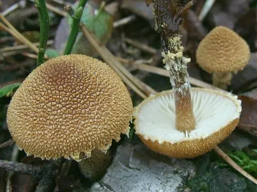 Another view of Earthy Powdercap