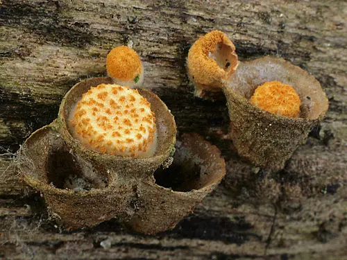 Common Bird's-Nest