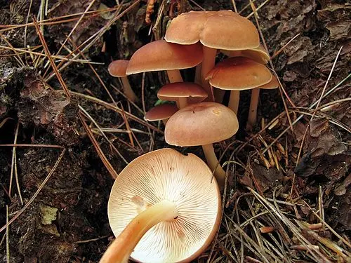 Another view of Russet Toughshank