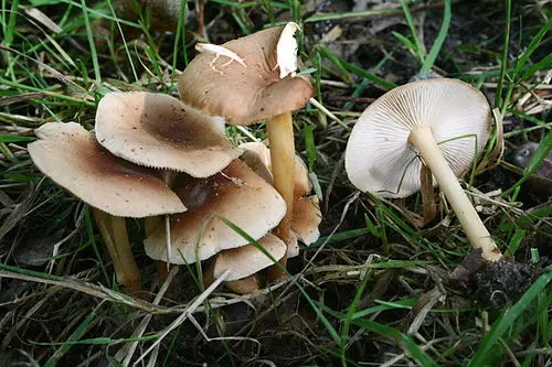 Another view of Russet Toughshank