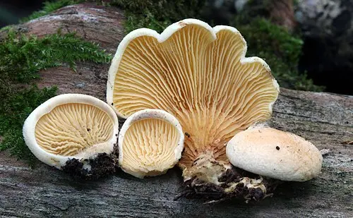 Another view of Oyster Rollrim