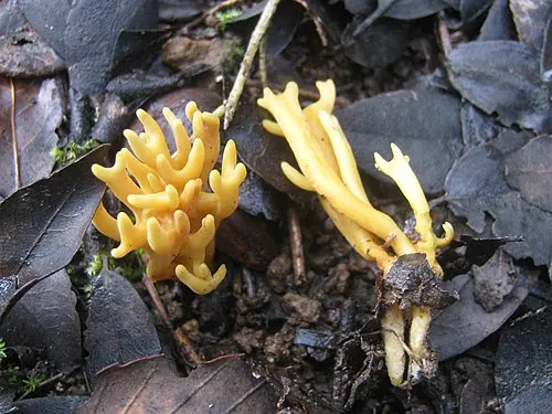 Another view of Meadow Coral Fungus