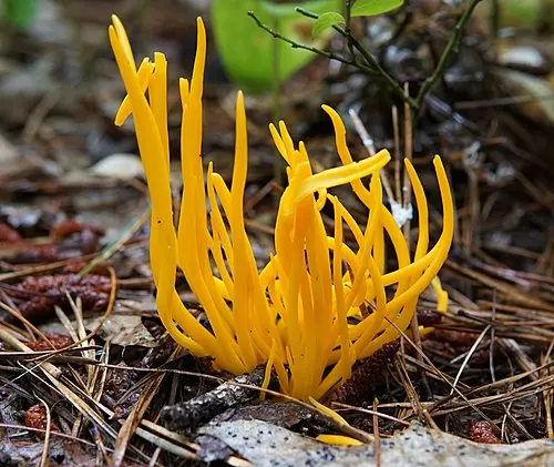 Golden Spindles