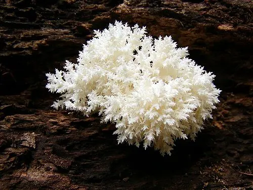 Coral Tooth Fungus