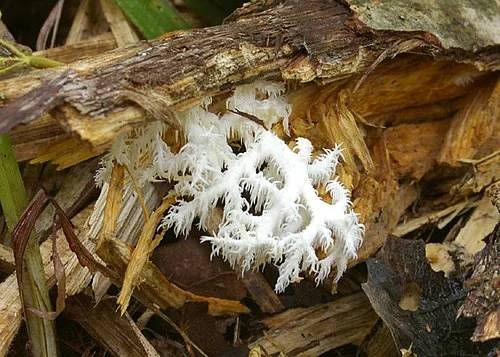Another view of Coral Tooth Fungus