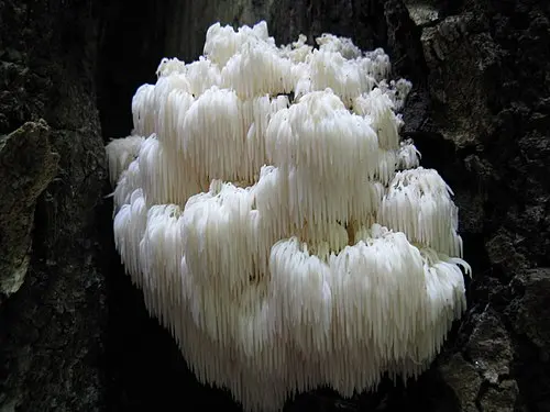 Bear's Head Tooth