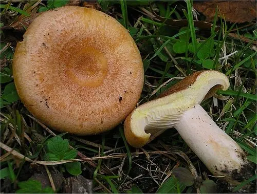 Another view of Yellowdrop Milkcap