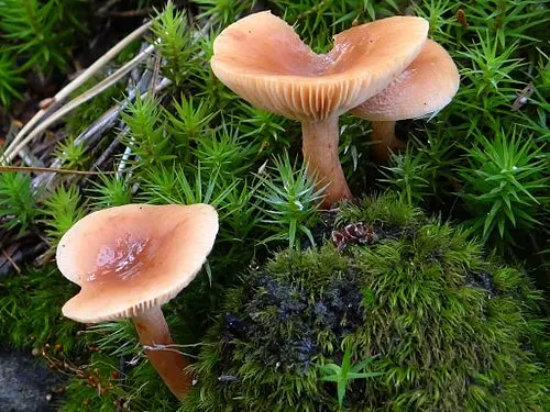 Birch Milkcap