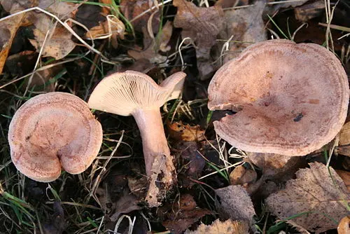 Another view of Oakbug Milkcap