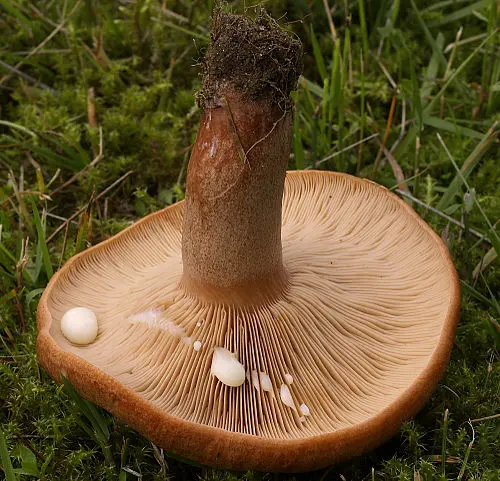 Another view of Oakbug Milkcap