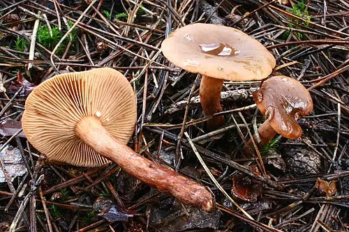 Liver Milkcap