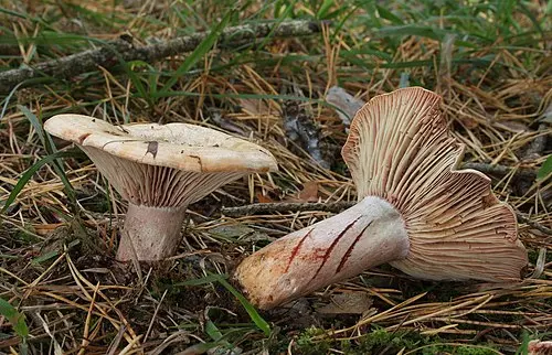 Another view of Bloody Milkcap