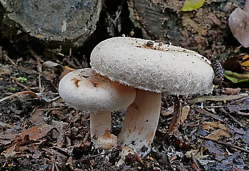 Downy Milk Cap