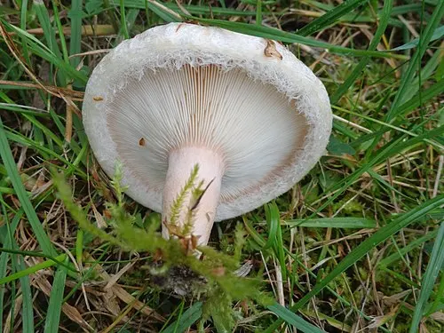 Another view of Downy Milk Cap