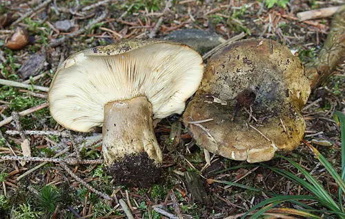 Ugly Milkcap