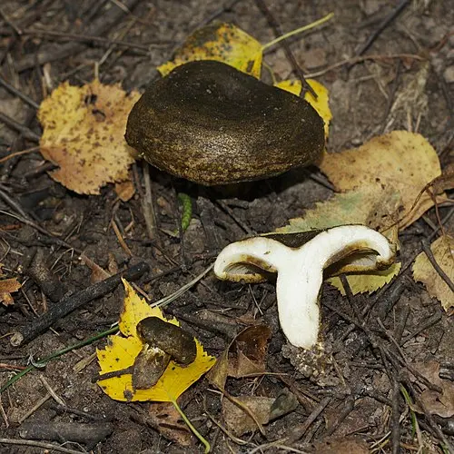 Another view of Ugly Milkcap