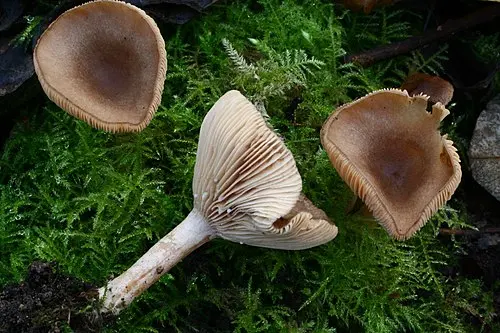 Another view of Coconut Milkcap