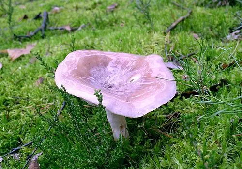 Another view of Tacked Milkcap