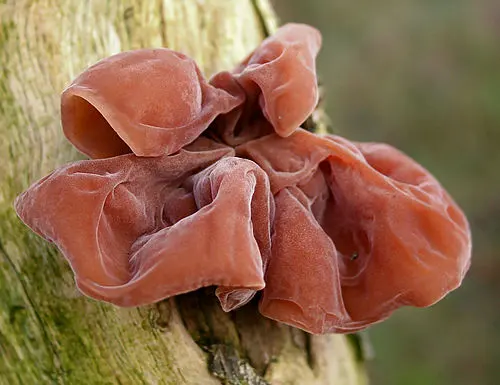 Jelly Ear