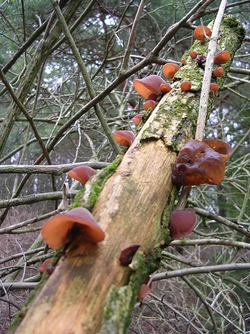 Another view of Jelly Ear