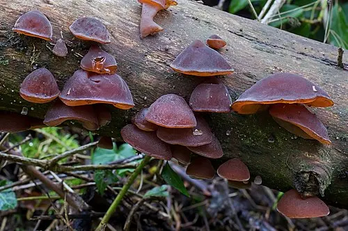 Another view of Jelly Ear