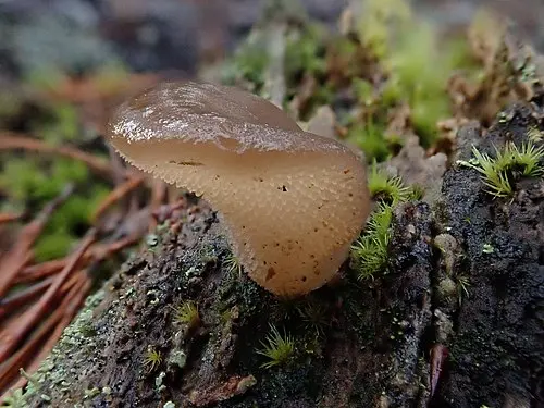 Another view of Toothed Jelly Fungus