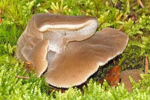 Another view of Toothed Jelly Fungus