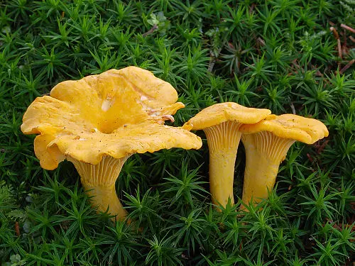 Golden Chanterelle