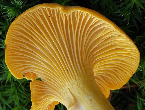 Another view of Golden Chanterelle