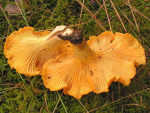 Another view of Golden Chanterelle