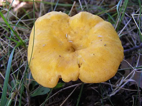 Another view of Golden Chanterelle