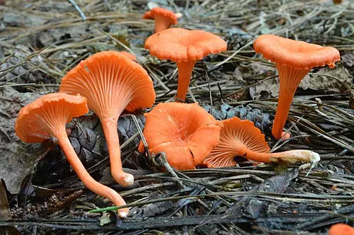 Red Chanterelle