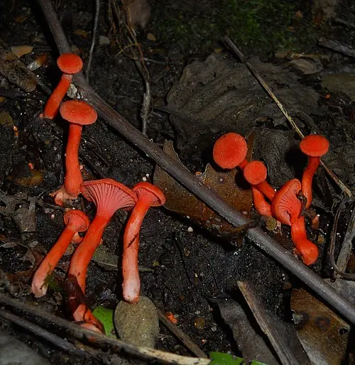 Another view of Red Chanterelle