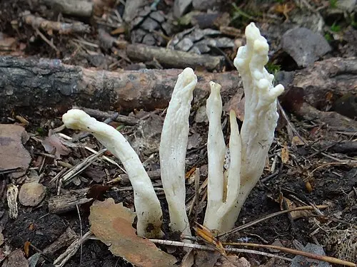 Wrinkled Club Fungus