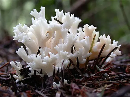 White Coral Fungus