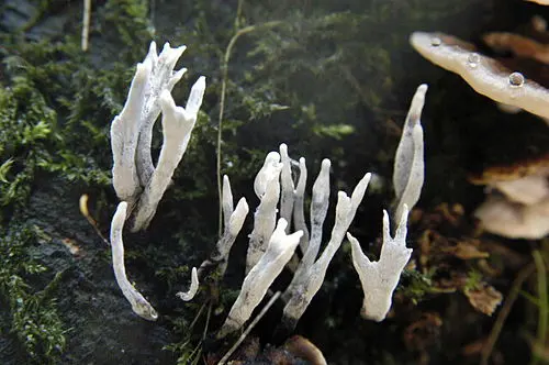 Candlesnuff Fungus