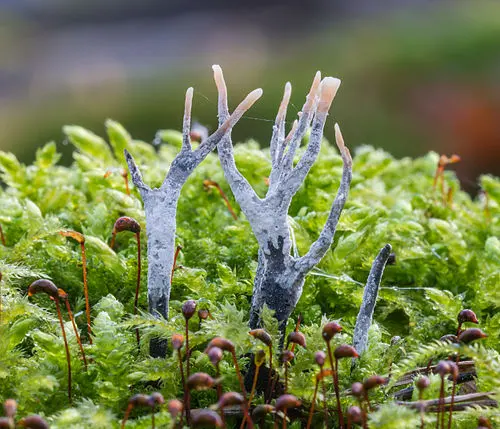 Another view of Candlesnuff Fungus