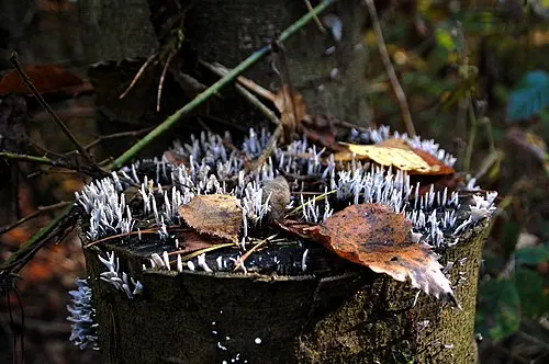 Another view of Candlesnuff Fungus