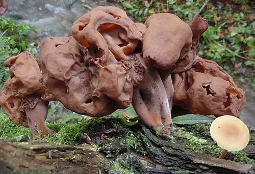 Another view of Hooded False Morel